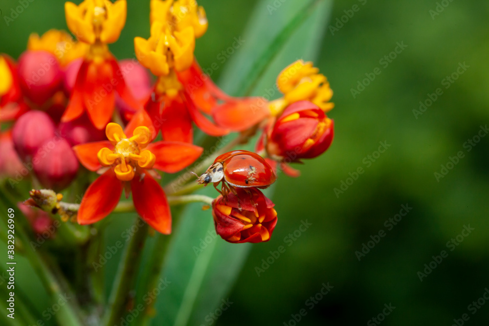 Coccinella magnifica, seven-spot ladybird, Coccinella magnifica, seven-spot ladybird,