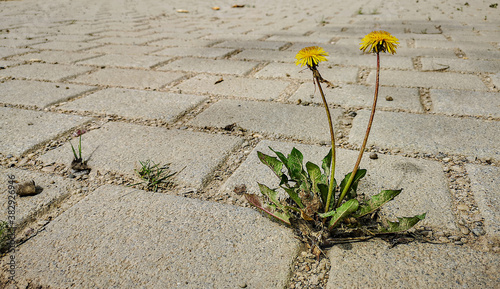 Dandelion (Taraxacum officinale) blooming lonely on sealed concrete area, Hesse, Germany photo