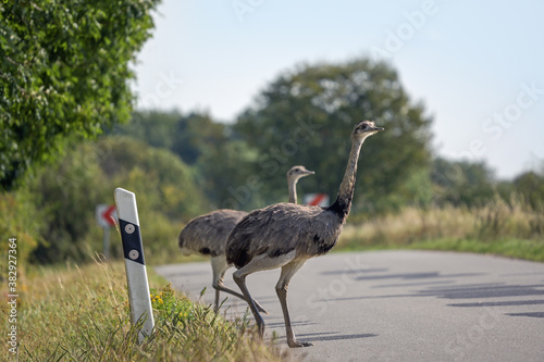 Two nandus or greater rhea (Rhea americana) passing a road, since 2000 a few of the birds escaped from a farm they have spread in Mecklenburg West Pomerania, Germany, copy space