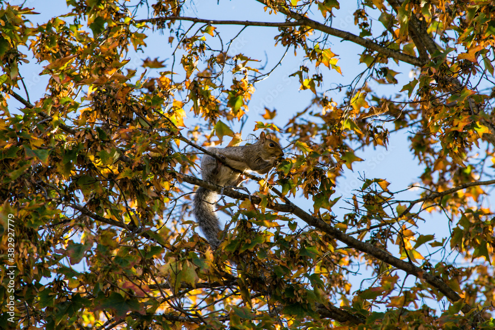 Fototapeta premium squirrel in a tree in autumn