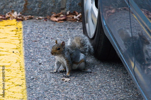 squirrel next to car