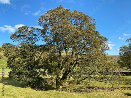 Two large old trees, in the middle of a field, with sheep nearby, on a summers day near, Litton, Skipton, UK