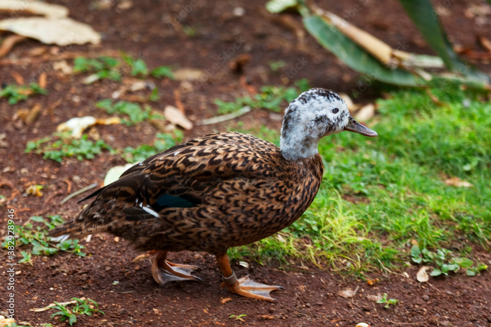 Laysan Duck, Anas laysanensis, close up of walking bird Laysan Duck, Anas laysanensis, close up of walking bird