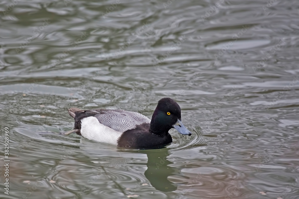Male Lesser Scaup, Aythya affinis, on the water Male Lesser Scaup, Aythya affinis, on the water