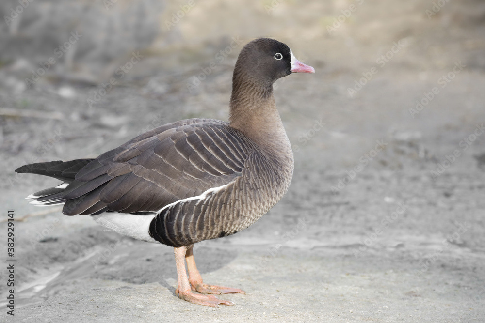 Lesser White-fronted Goose, Anser erythropus, close up view Lesser White-fronted Goose, Anser erythropus, close up view