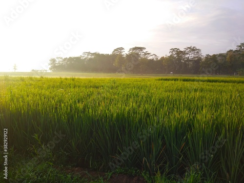 photo of rice fields in the morning