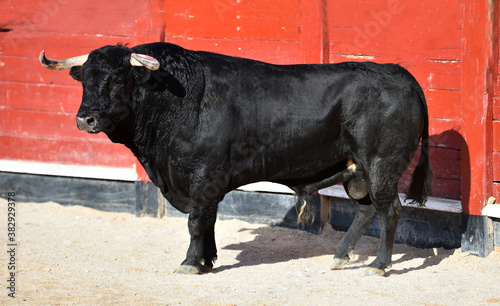 spanish black bull with big horns running on the show of bullfight in spain
