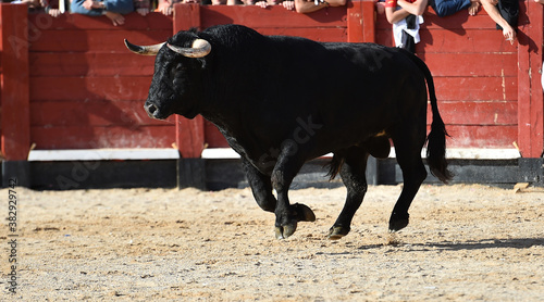 spanish black bull with big horns on the traditional spectacle of  bullfight