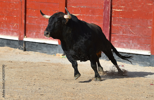 spanish black bull with big horns on the traditional spectacle of bullfight