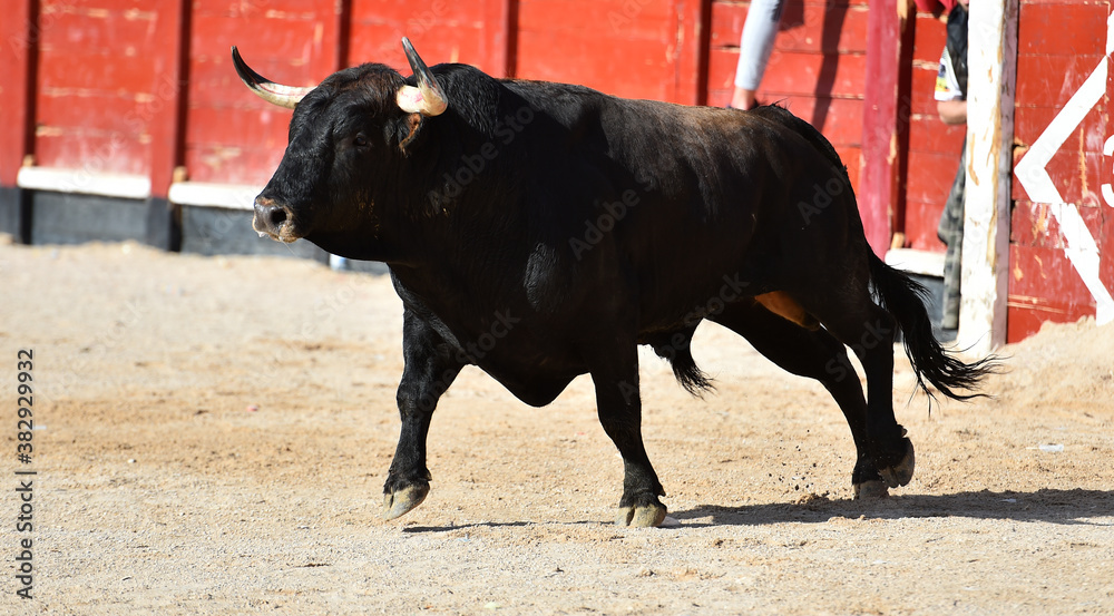 spanish black bull with big horns running on the show of bullfight in spain spanish black bull with big horns running on the show of bullfight in spain