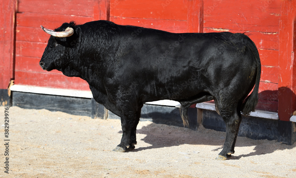 spanish black bull with big horns on the traditional spectacle of bullfight spanish black bull with big horns on the traditional spectacle of bullfight