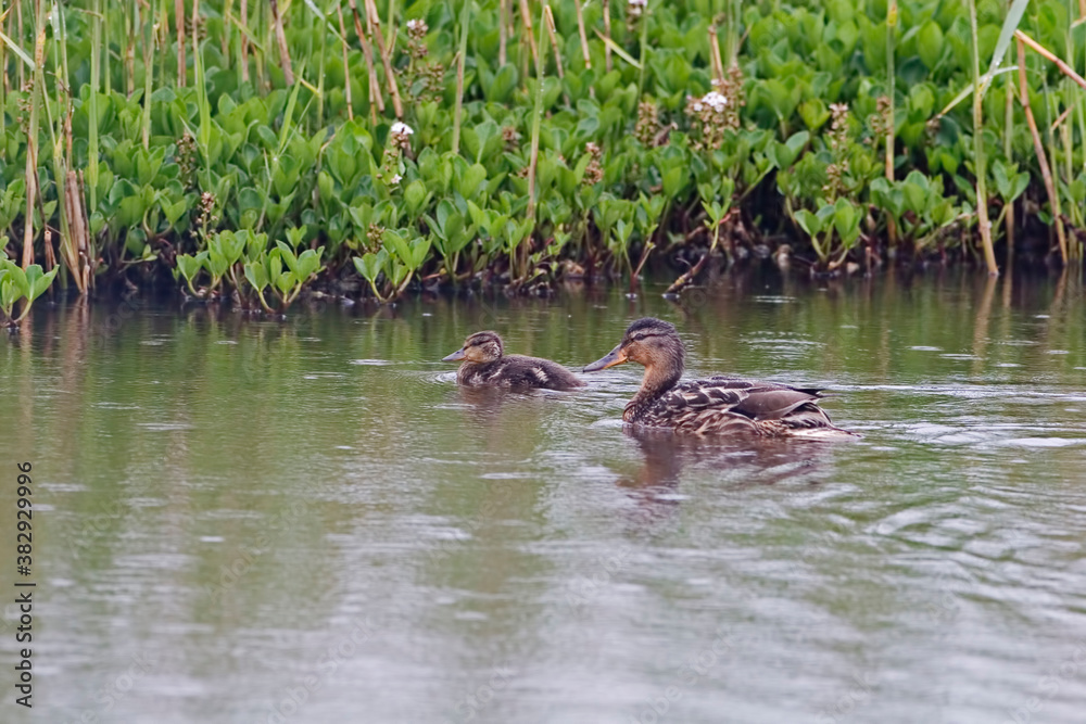 Female Mallard, Anas platyrhynchos, with a young chick Female Mallard, Anas platyrhynchos, with a young chick