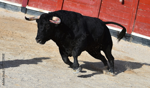 spanish black bull with big horns on the traditional spectacle of  bullfight