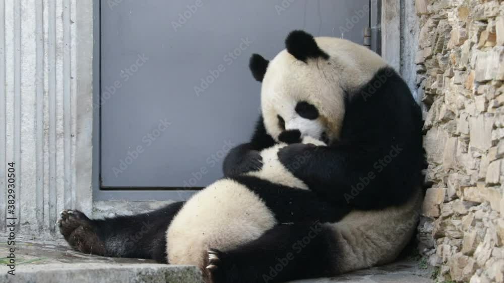 Mother Panda , Lin Ping, is Nursing her Cub, Wolong Giant Panda Nature Reserve, Shenshuping, China