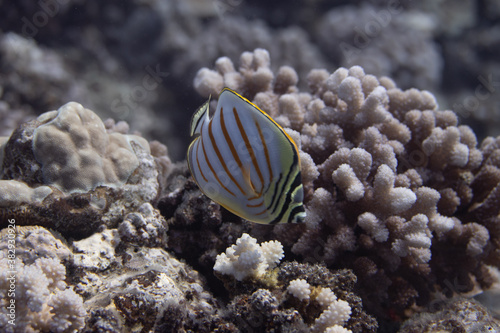 Ornate Butterflyfish on Coral Reef photo