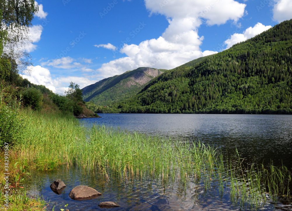 Grass In The Water Of Lake Hjartsja On A Sunny Summer Day With A Clear Blue Sky And A Few Clouds Grass In The Water Of Lake Hjartsja On A Sunny Summer Day With A Clear Blue Sky And A Few Clouds
