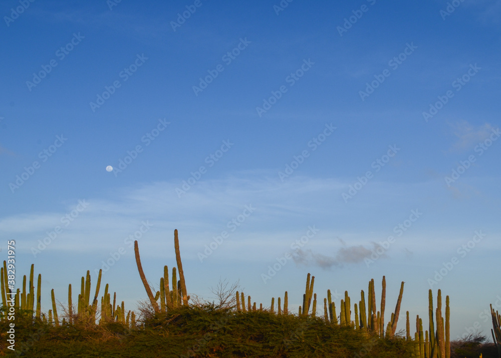 Cactus  and the moon at the beach