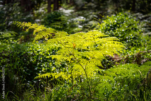 Araluen bush land in Perth, Western Australia photo