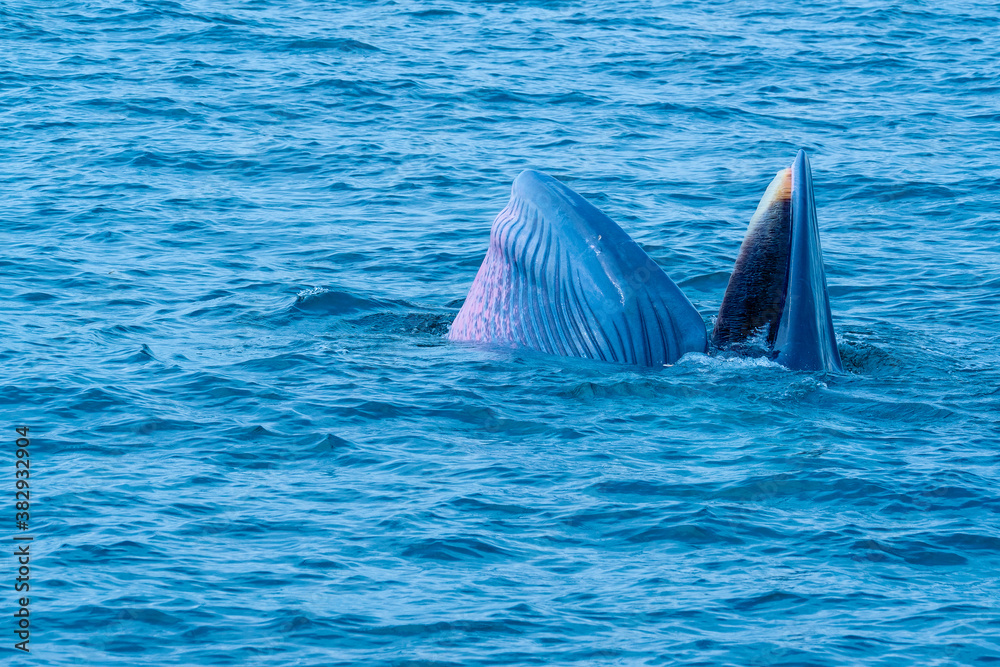 Fototapeta premium Blueda Whale is opening mouth and try to eat lot of small fish swim around surface of sea water with different view.