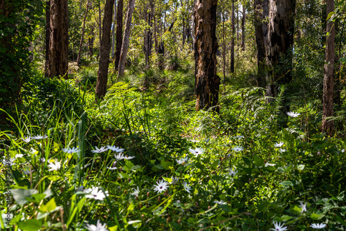 Araluen bush land in Perth, Western Australia photo