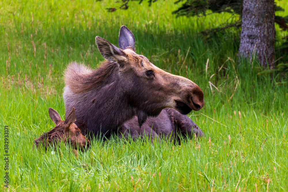 Baby moose calf laying next to mother in a grass meadow in Alaska. The newborn, less than an hour old, is still wet. Baby moose calf laying next to mother in a grass meadow in Alaska. The newborn, less than an hour old, is still wet.