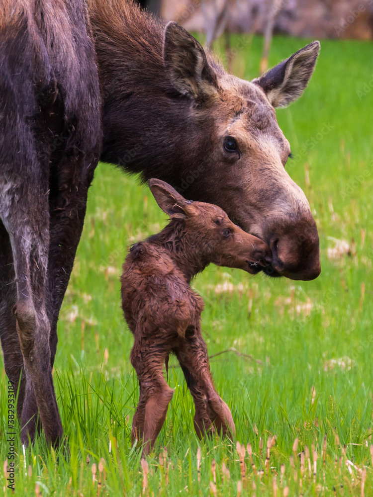 Close up portrait of moose cow with newborn calf in the wilderness of Alaska. The baby moose was born less than an hour before. Close up portrait of moose cow with newborn calf in the wilderness of Alaska. The baby moose was born less than an hour before.