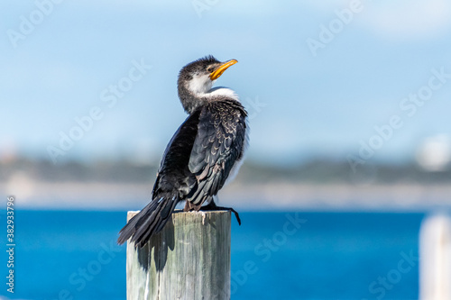 Photography Little Pied Cormorant at Rockingham WA