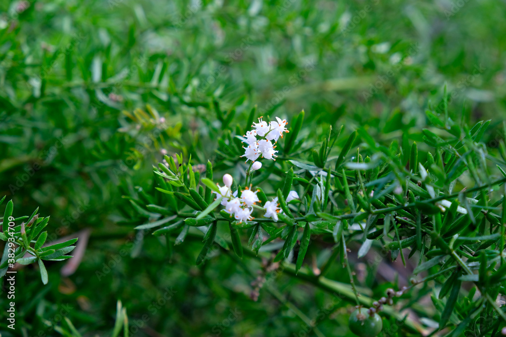 Flowers of asparagus plant (Asparagus oficinalis). Flowers of asparagus plant (Asparagus oficinalis).