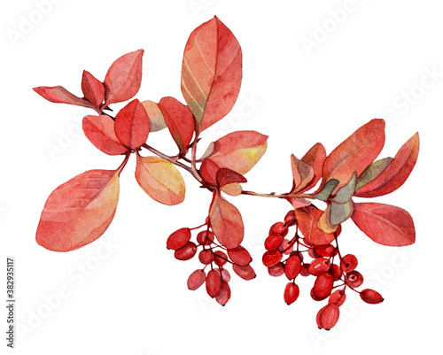 Watercolor red autumn branch with leaves and berries barberry isolated on white background. Art creative realistic hand-drawn object for sticker, wallpaper, florist, notebook, celebration, wrapping photo