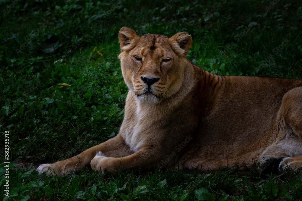 
wild lioness on the green grass in the park in nature