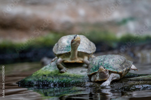 two small turtle on a stone in the river