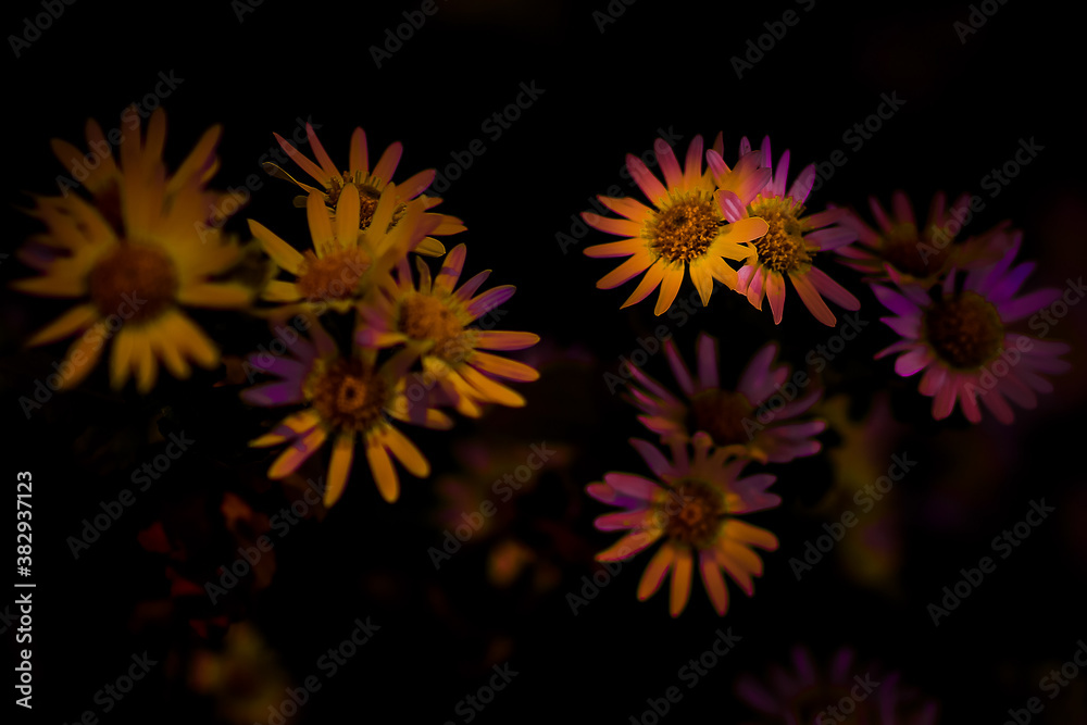 Chrythunsemuum Chrythunsemuum