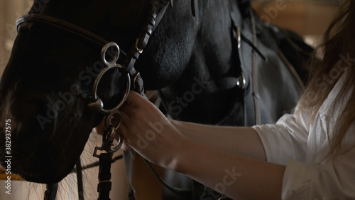Girl in a white shirt tightens the bridle on a horse