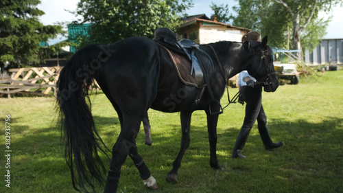 Girl in a white shirt and black pants leads a horse with an erection