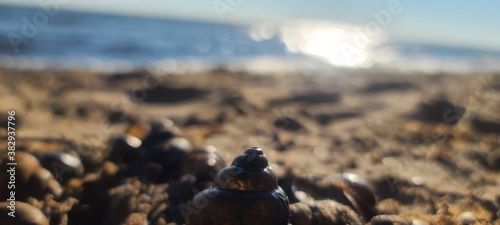 Photography Seashell focused with Malask lake in background