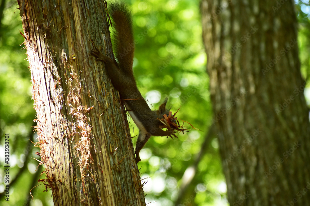 Obraz premium 巣材を口にくわえる初夏のエゾリス
