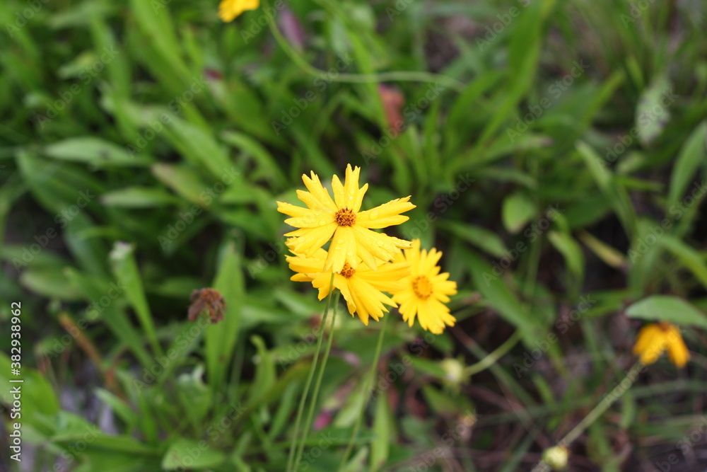 Flowers blooming on the street