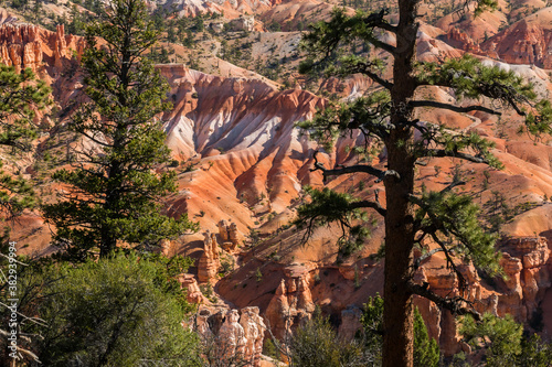 Obraz na plátně Hoodoos of Fairyland Framed By Ponderosa Pine Trees, Bryce Canyon National Park,