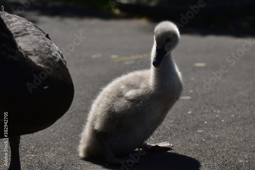 Fototapeta Naklejka Na Ścianę i Meble -  baby swan