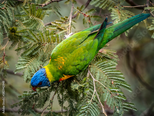  Lorikeet From Above