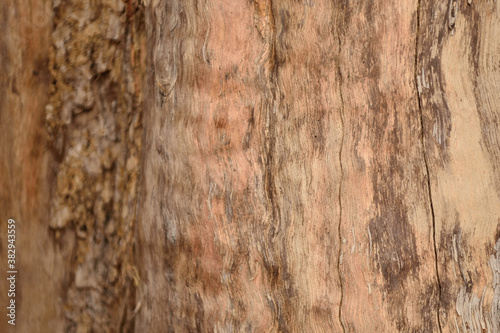 Nature, Texture of bark