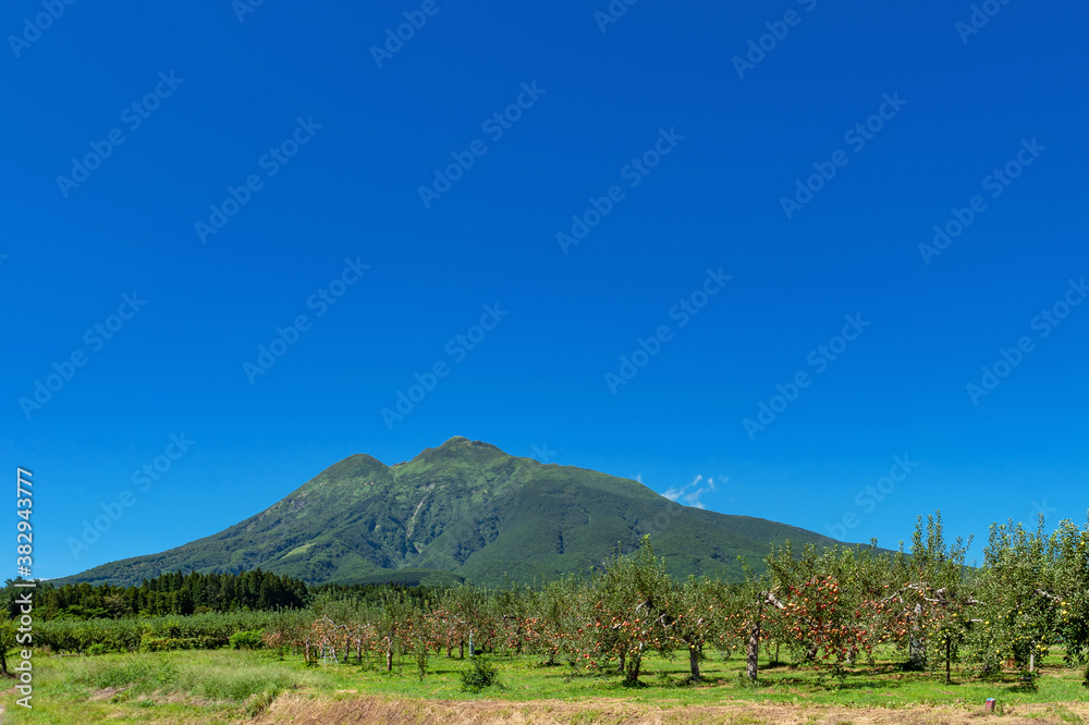 Obraz premium 【青森県弘前市りんご】岩木山麓津軽の秋、りんご園は収穫中