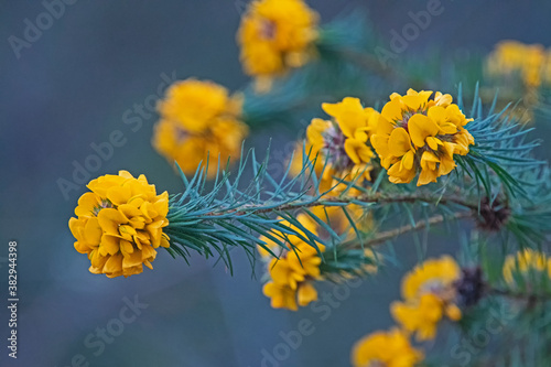 Yellow flower - Pultenaea stipularis - fabaceae.