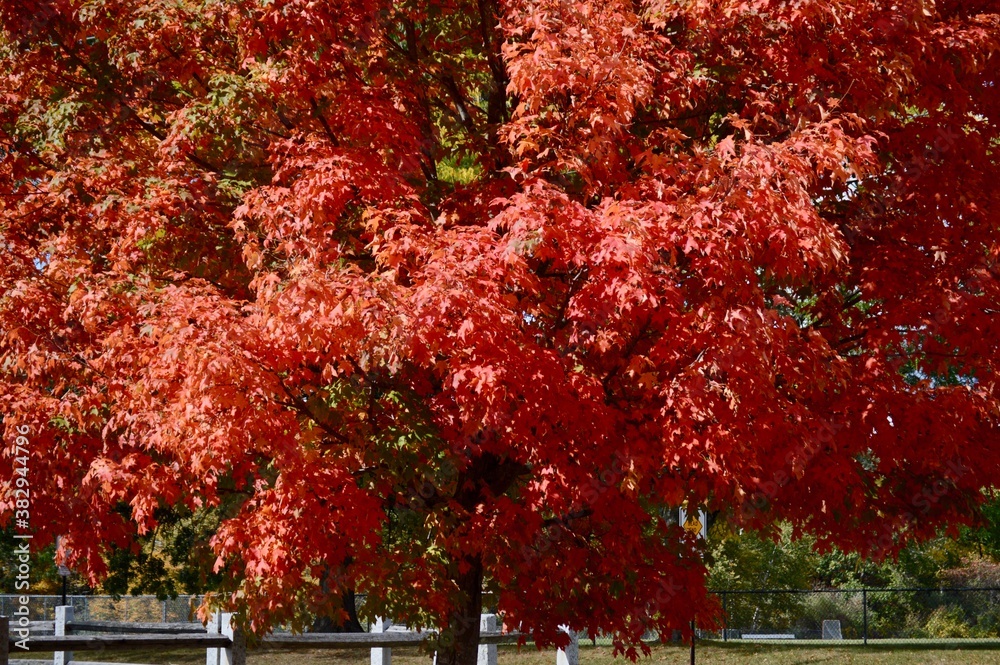 Fall foliage in New Hampshire
