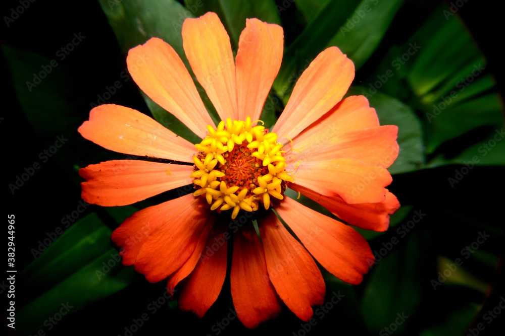 Close up photo of Zinnia flower in blossom Close up photo of Zinnia flower in blossom