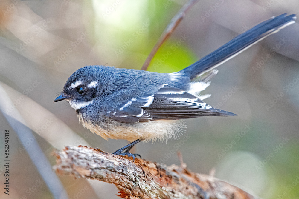 Fototapeta premium grey fantail on a branch