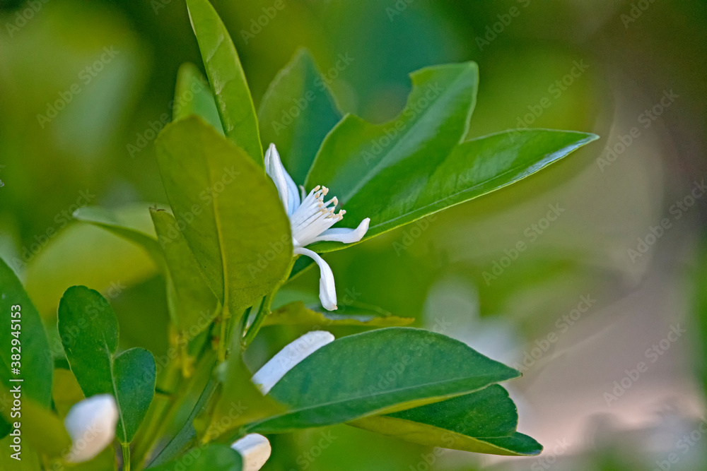 cumquat flower
