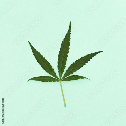 One leaf of Cannabis plant on light green paper background. Green natural ingredients for cosmetic products. Top view.