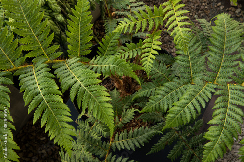 Natural texture and pattern. Closeup view of a Cyathea cooperi fern, also known as Australian Tree Fern, beautiful green leaves foliage.