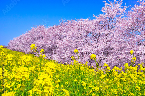 春の穏やかな日差しの熊谷桜堤の満開の桜と菜の花